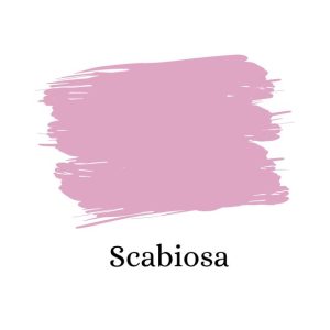 Scabiosa